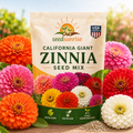 Zinnia Seeds (California Giant ) – 100% Pure Heirloom Flower Seeds