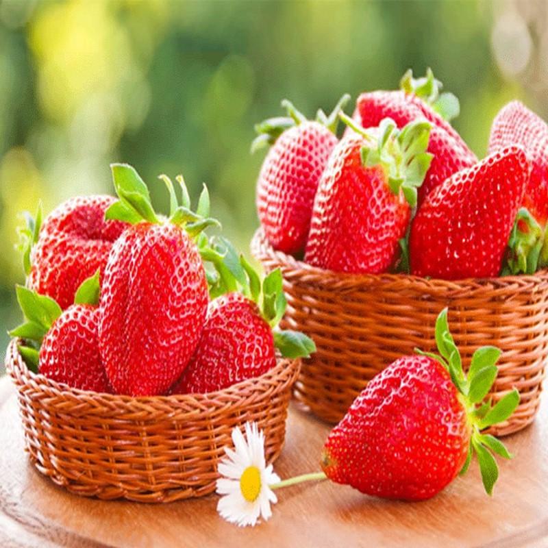 All-season Strawberry Seeds