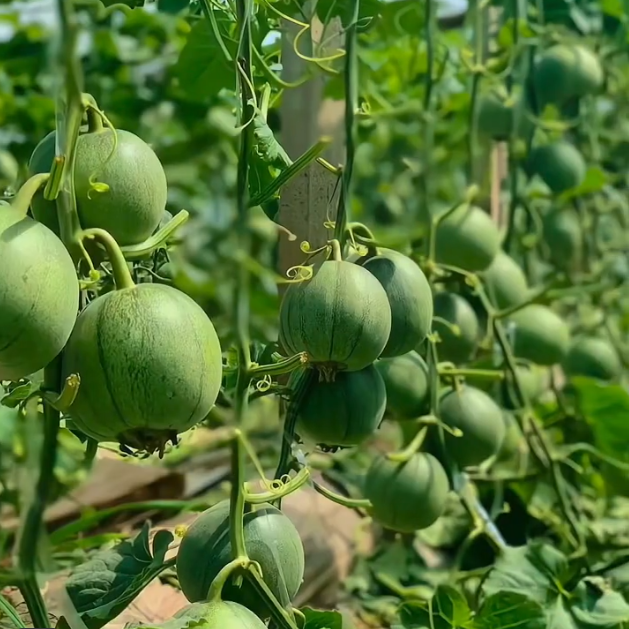 Emerald Melon Seeds
