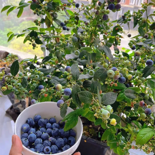 🫐 Sweet Ice Blueberry - Year-Round Harvest - Home Potted Plant - Balcony Backyard