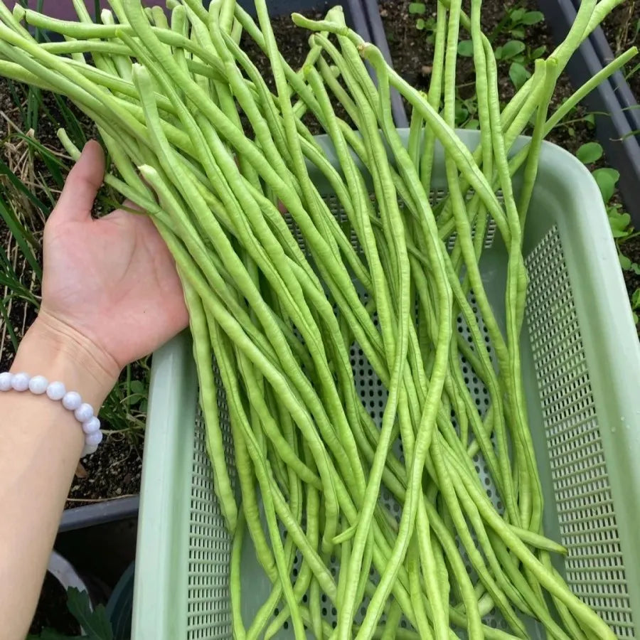 Long cowpea: A high-yielding vegetable in a short time
