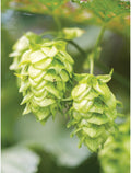 Hops. Mt. Hood