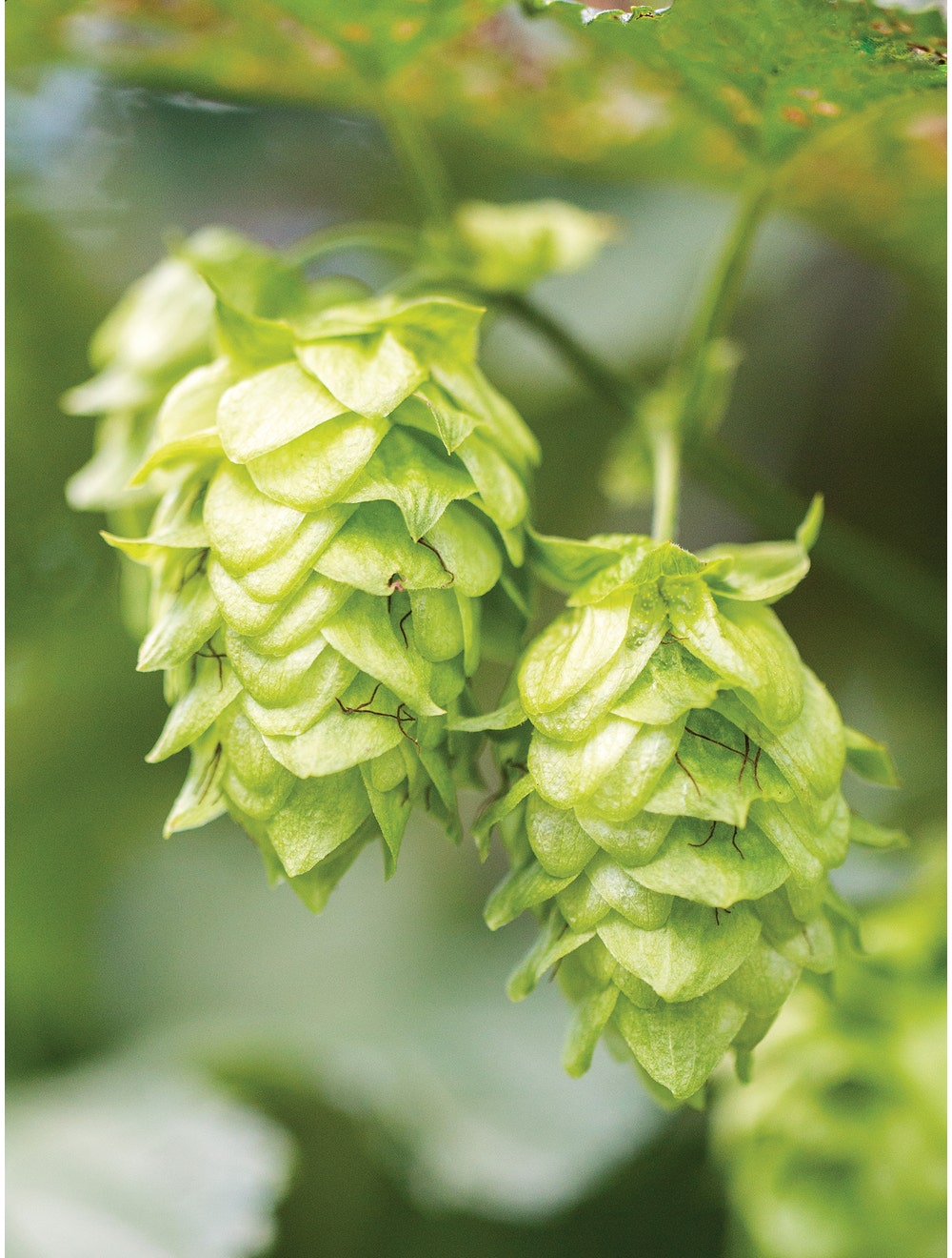 Hops. Mt. Hood