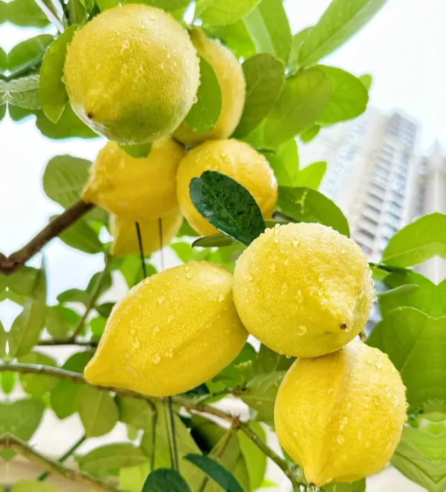 🍋Potted Perfume Lemon Seeds