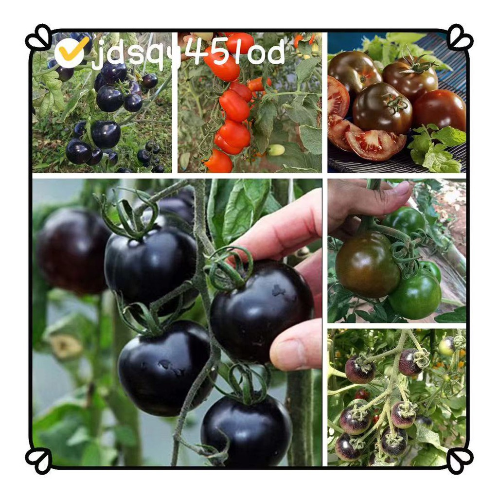 Black Tomato - Black Beauty Queen🍅