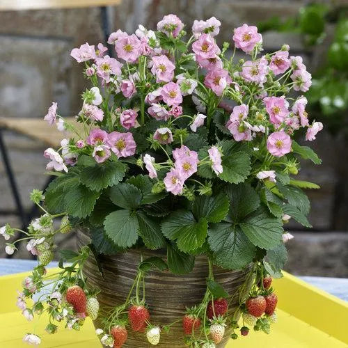 Berried Treasure Pink Strawberry