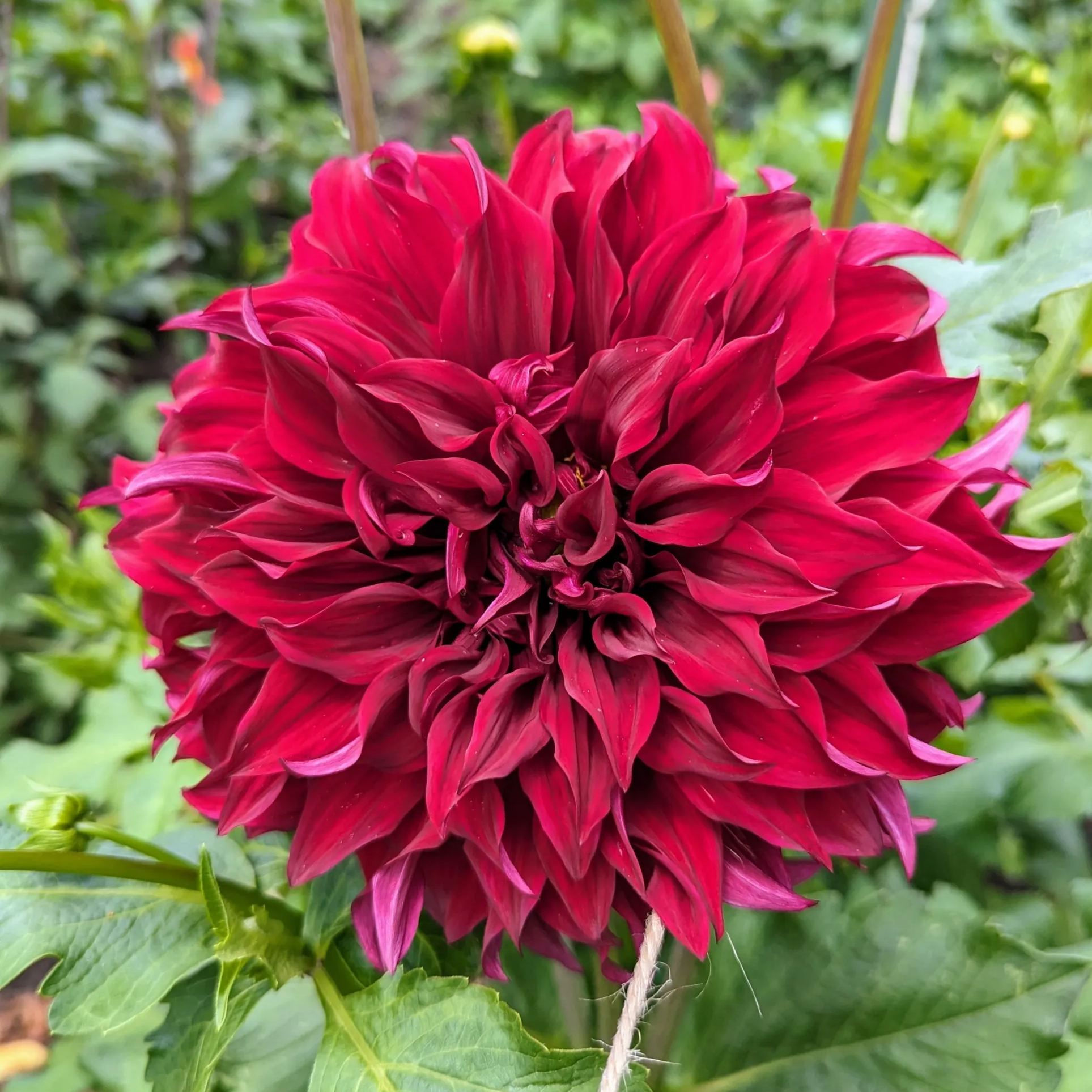 🌸Dinnerplate Dahlia Bulbs – Giant Show-Stopper Blooms
