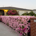 Stunning Azaleas – Red. Pink. White & Dreamy Mixed Colors | Four-Season Garden Delight