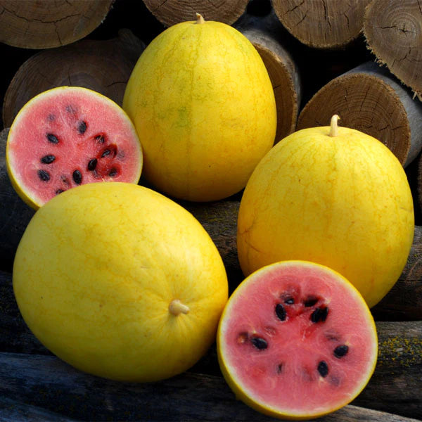 Watermelon. Red in Gold Hybrid. Golden Watermelons