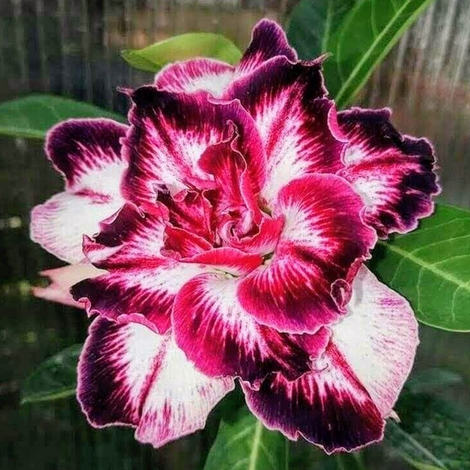 🎁Desert Rose Bulbs🌵Super easy care! 🌸 Adenium Obesum Bulbs