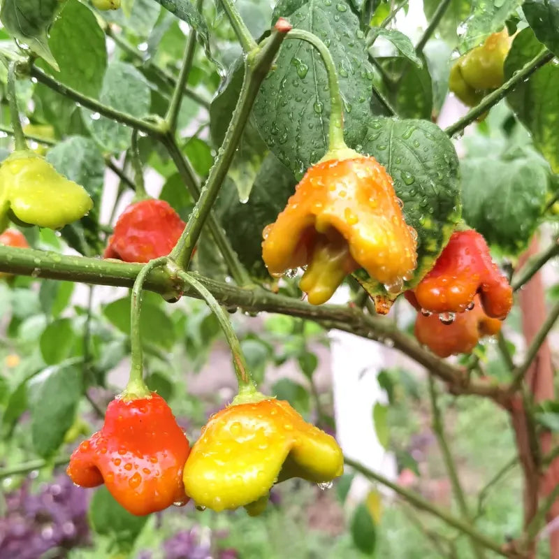 Chilli Pepper Bishops Crown Seeds (Capsicum baccatum)