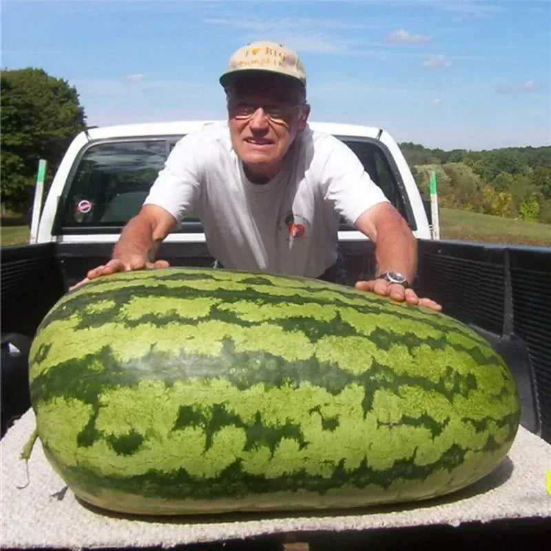 🔥⏰Last Day 70%OFF - 🍉Lazy Man's Watermelon Seeds