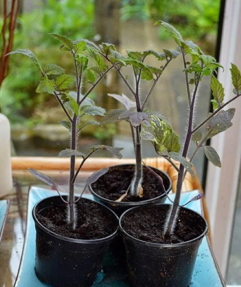 50/100 Organic Indigo Rose Tomato Seeds. Heirloom. Non-GMO. Solanum Lycopersicum