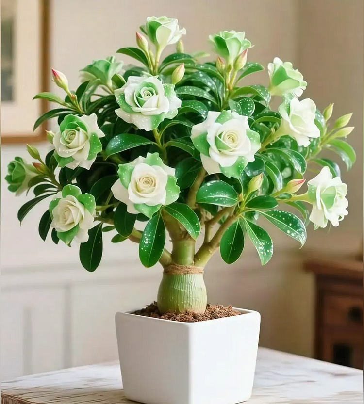 🇺🇸 Celebrate America's 250th – Red. White & Blue Desert Rose (Adenium) Seedlings