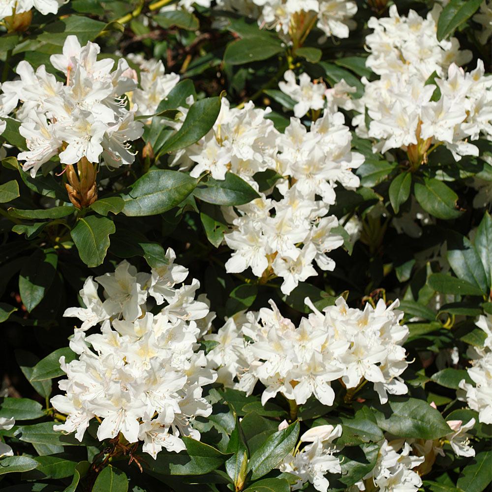 Stunning Azaleas – Red. Pink. White & Dreamy Mixed Colors | Four-Season Garden Delight