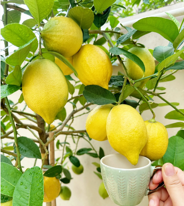 🍋Potted Perfume Lemon Seeds