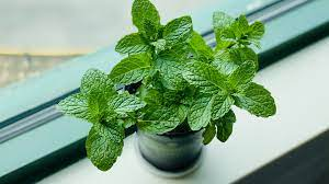 500 Seeds Mint Seeds