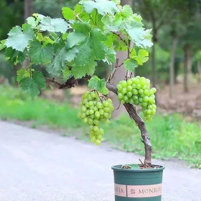 Shine Muscat Tree Seeds-Sunshine Rose Grape(🪴Can be potted)