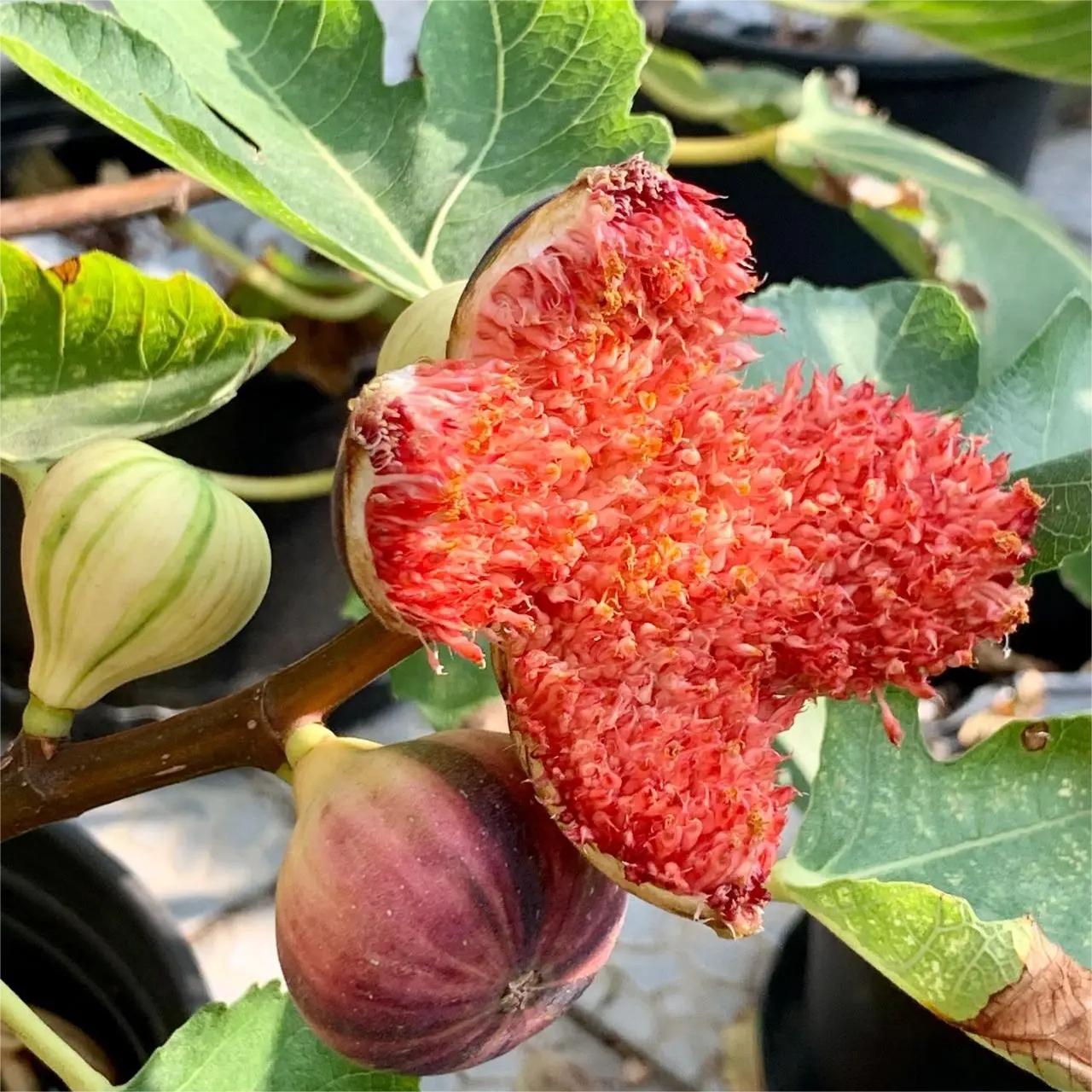 Rainbow Figs Seeds 👍 higher quality