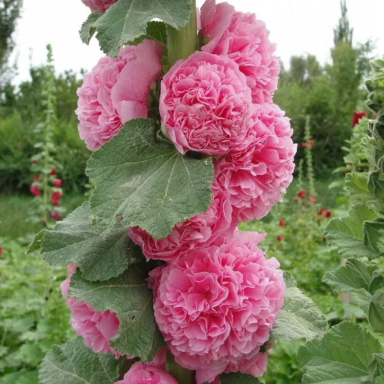 🏆 50K+ SOLD!🌺Double Hollyhock Seeds – Fall & Winter Planting. Perennial Blooms & Stunning Garden Elegance 🍂