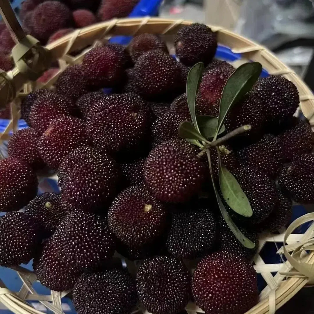 Black Bayberry Seeds