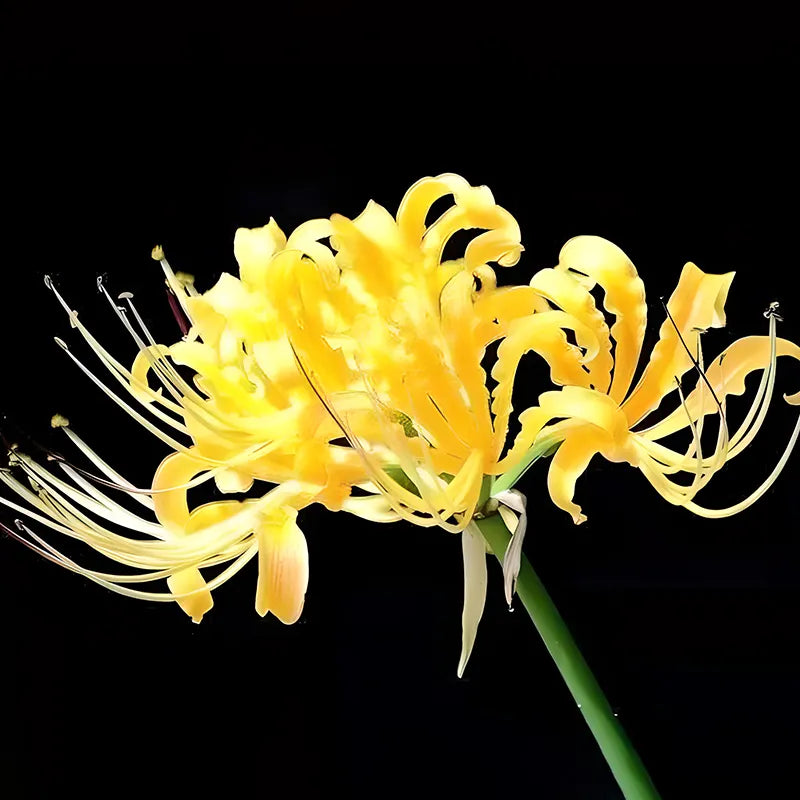 Spider Lily Bulbs-Multicolor🌈