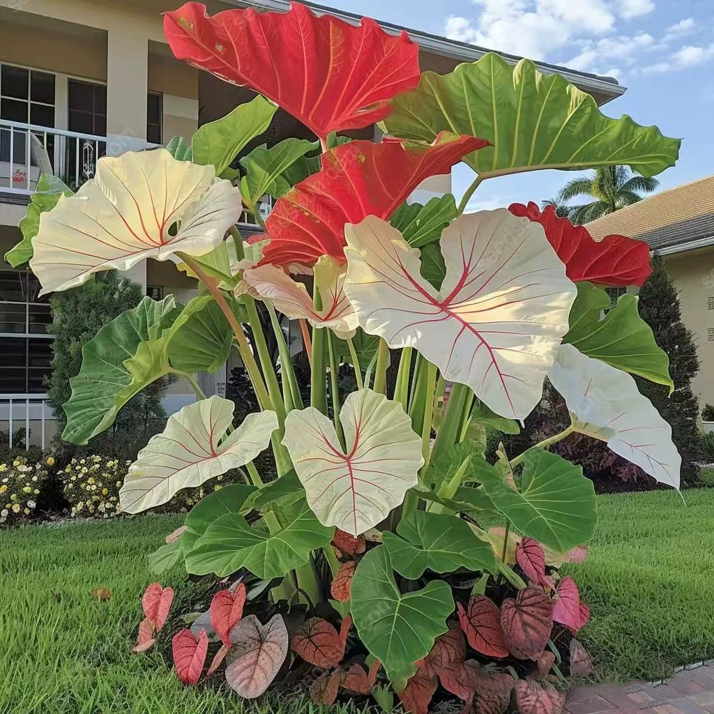 🌿 Rainbow Rare Hosta Flower Seeds🎁2025 Special Offer