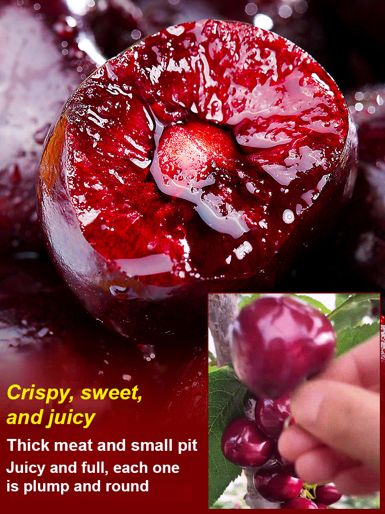 [No fruit. full refund] Premium Giant Sweet Cherry Sapling