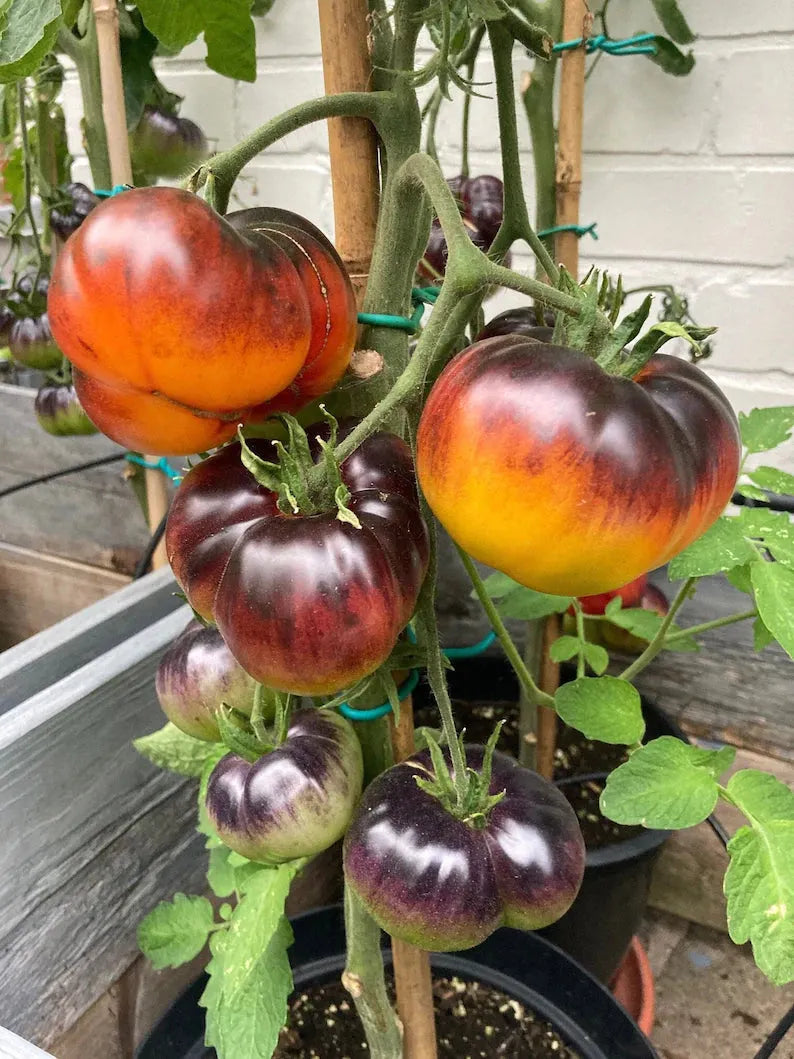 Lucid Gem Tomato Seeds Organic. Heirloom Tomatoes
