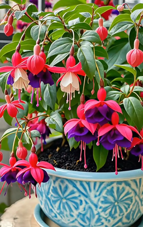 Fuchsia Seeds - Lantern flower
