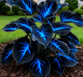 🔥🌌 Glow-in-the-Dark Garden Magic: Rare Dark Blue Flame Hostas Seeds