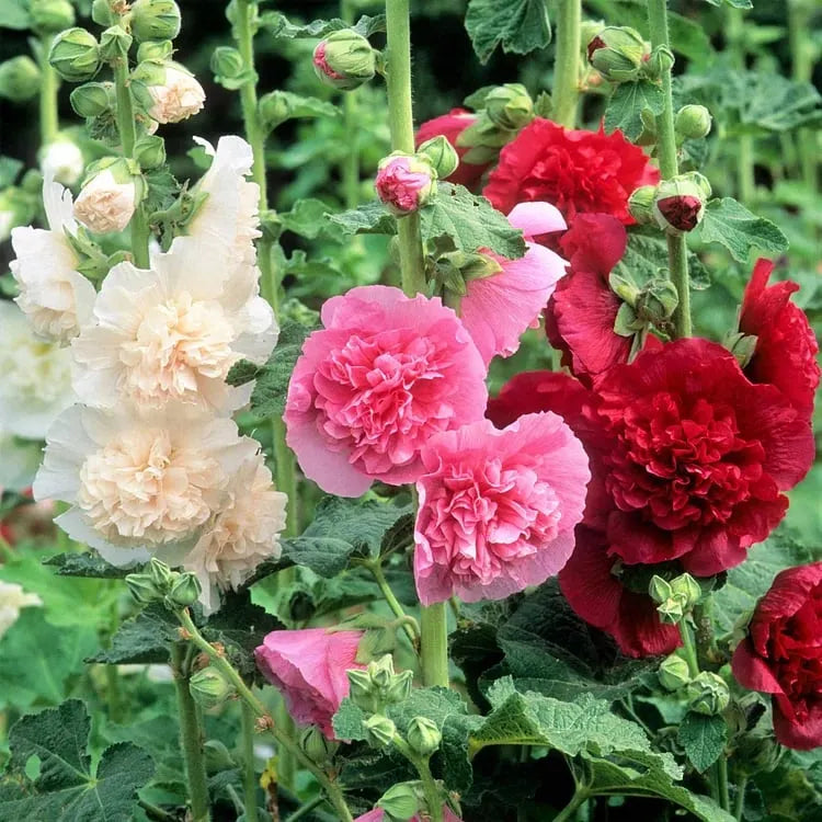 🏆 50K+ SOLD!🌺Double Hollyhock Seeds – Fall & Winter Planting. Perennial Blooms & Stunning Garden Elegance 🍂