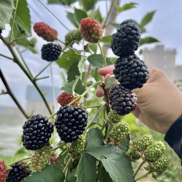 🍓Black Raspberry Organic Natural Seeds