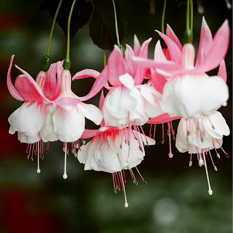 Fuchsia Seeds - Lantern flower