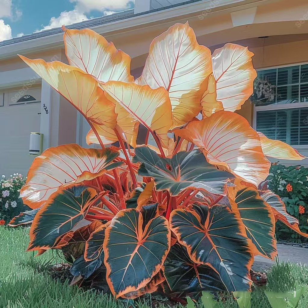 🌿 Rainbow Rare Hosta Flower Seeds🎁2025 Special Offer