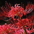 Spider Lily Bulbs-Multicolor🌈