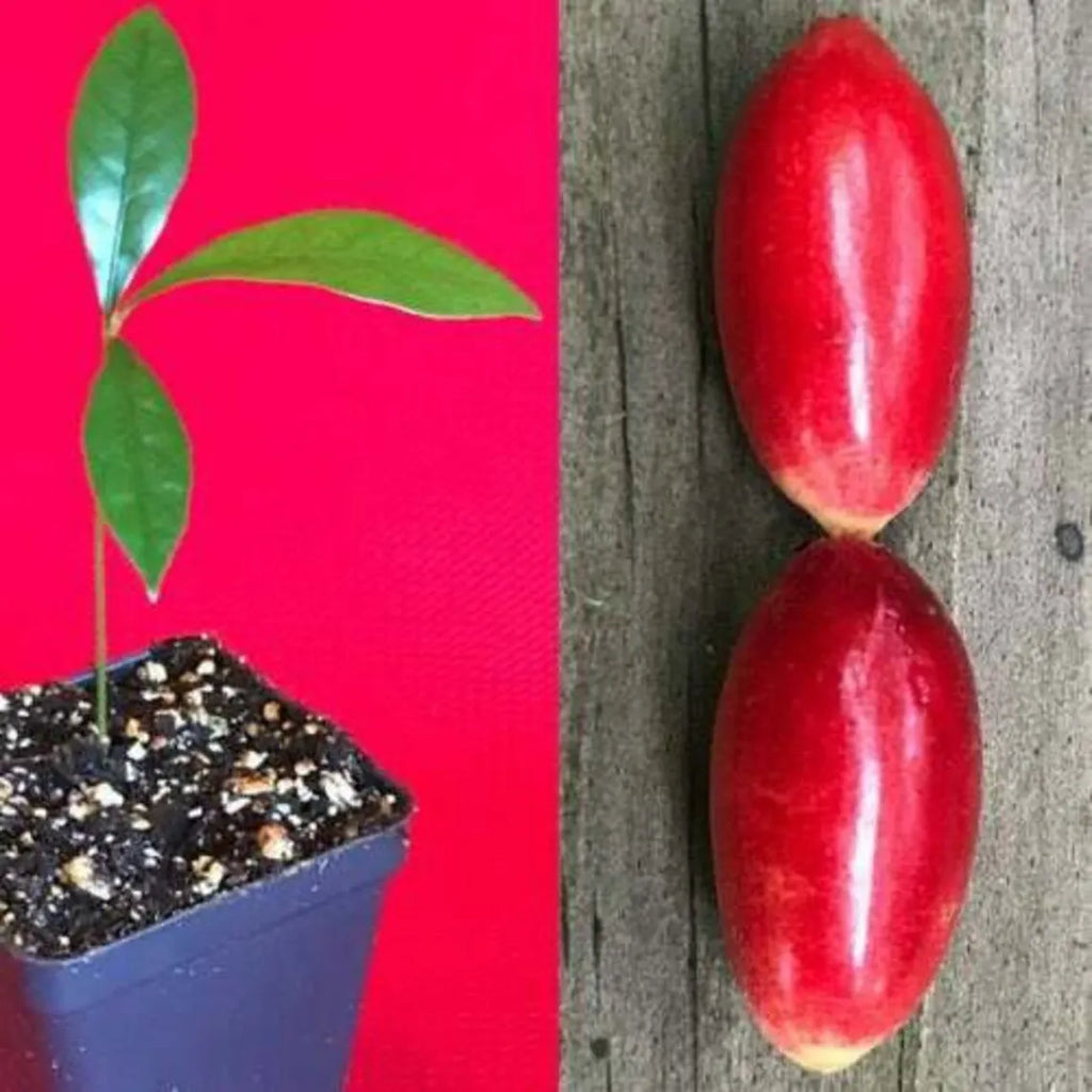 RARE Miracle fruit seeds. Miracle berry