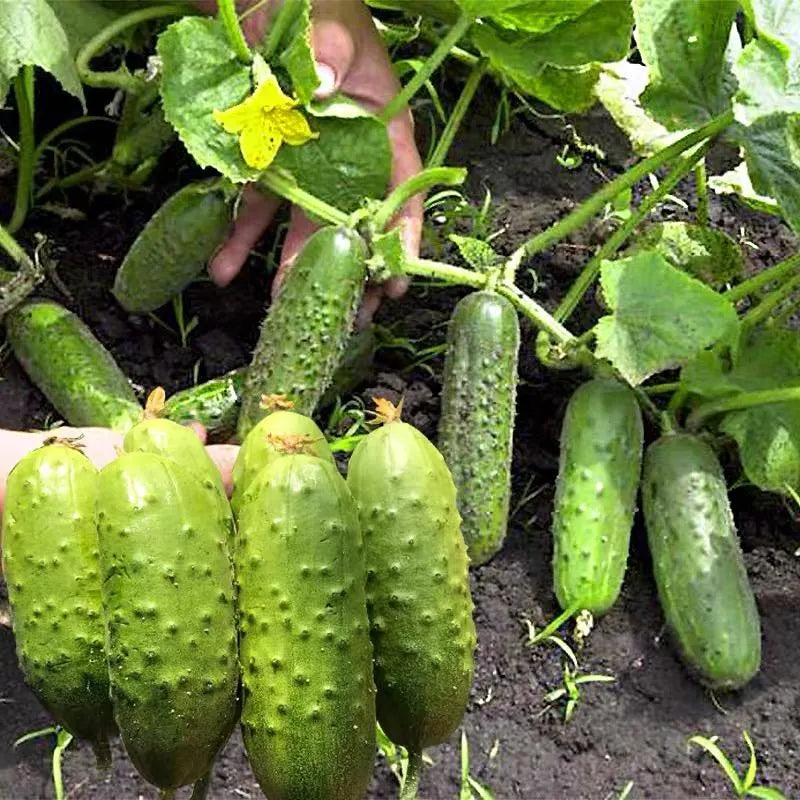 🥒Crawling Fruit Cucumbers Seeds