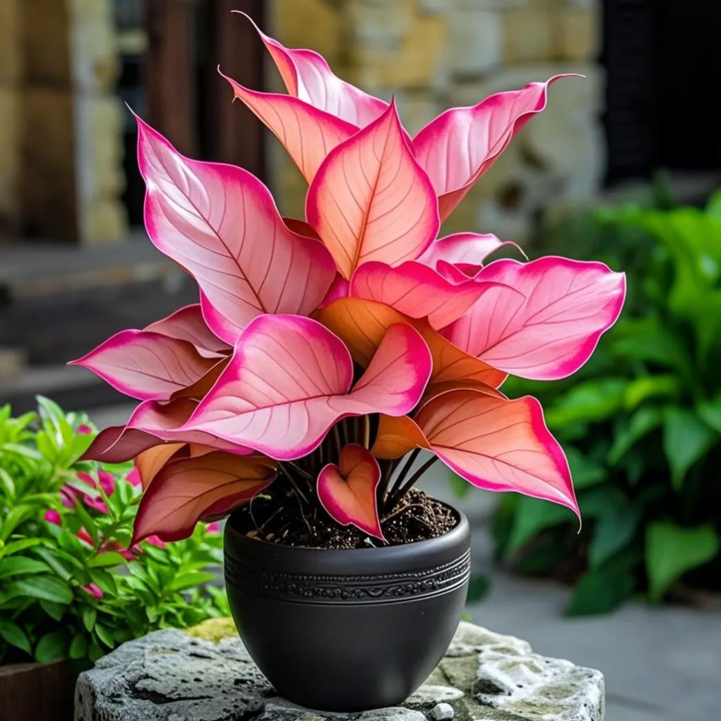 Potted Alocasia Bulbs 🍃