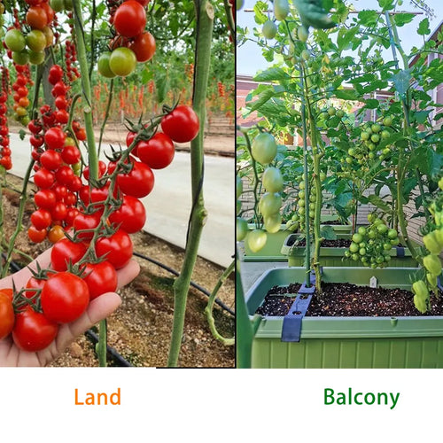 100% Germination rate-Waterfall Tomatoes Seeds-High Yield