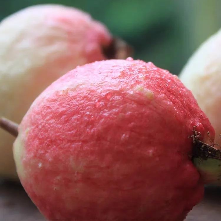 Guava Seeds--The Beauty Of Winter❄️