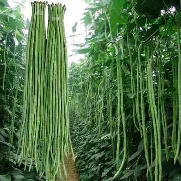 Long cowpea: A high-yielding vegetable in a short time