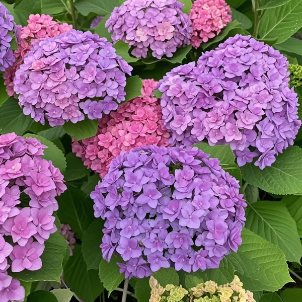 🔥 Limited Edition! Red. White & Blue Hydrangeas for America's 250th 🇺🇸