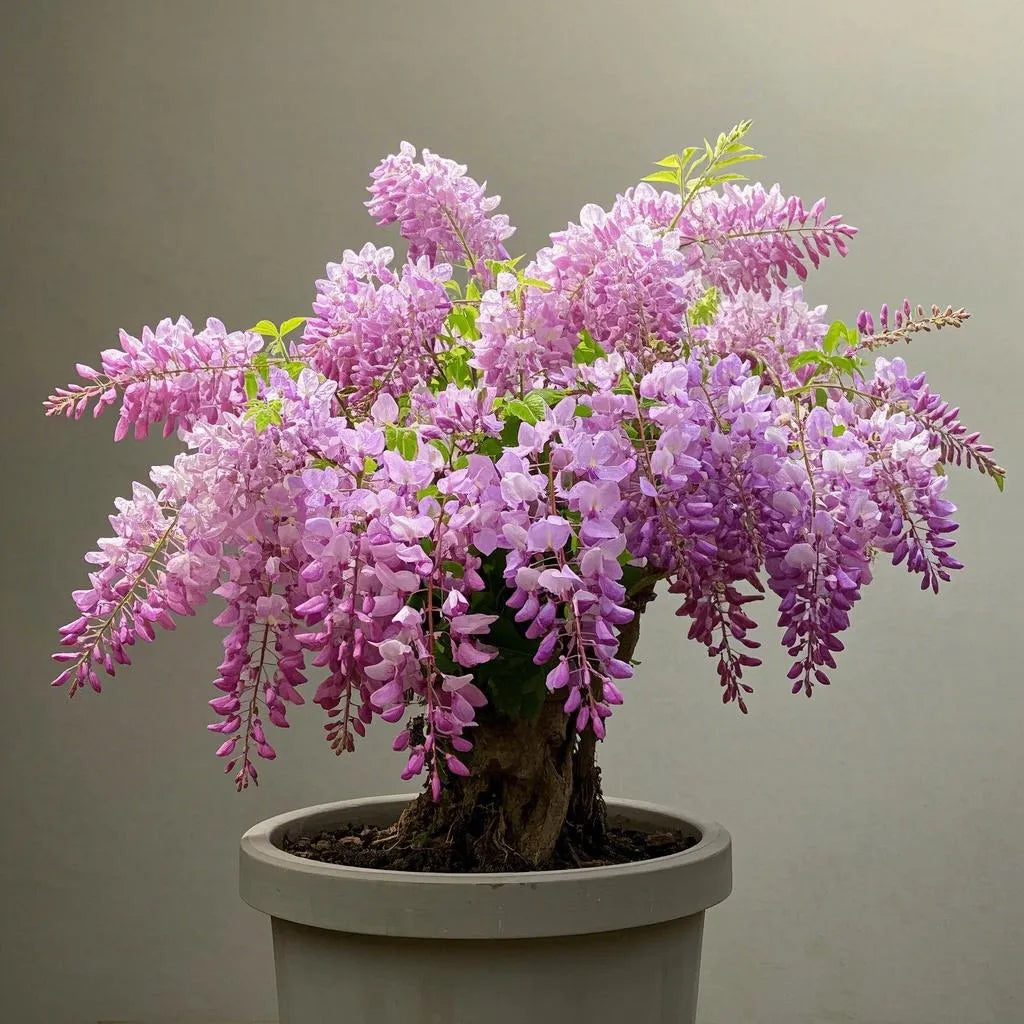 🇺🇸 Celebrate America's 250th with Red. White & Blue Wisteria Seeds 🌸