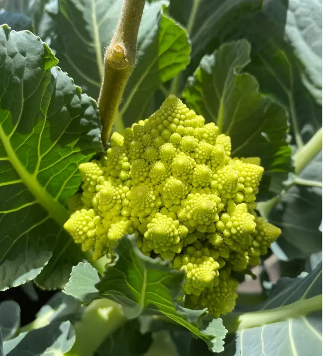 Pagoda Vegetable Seeds