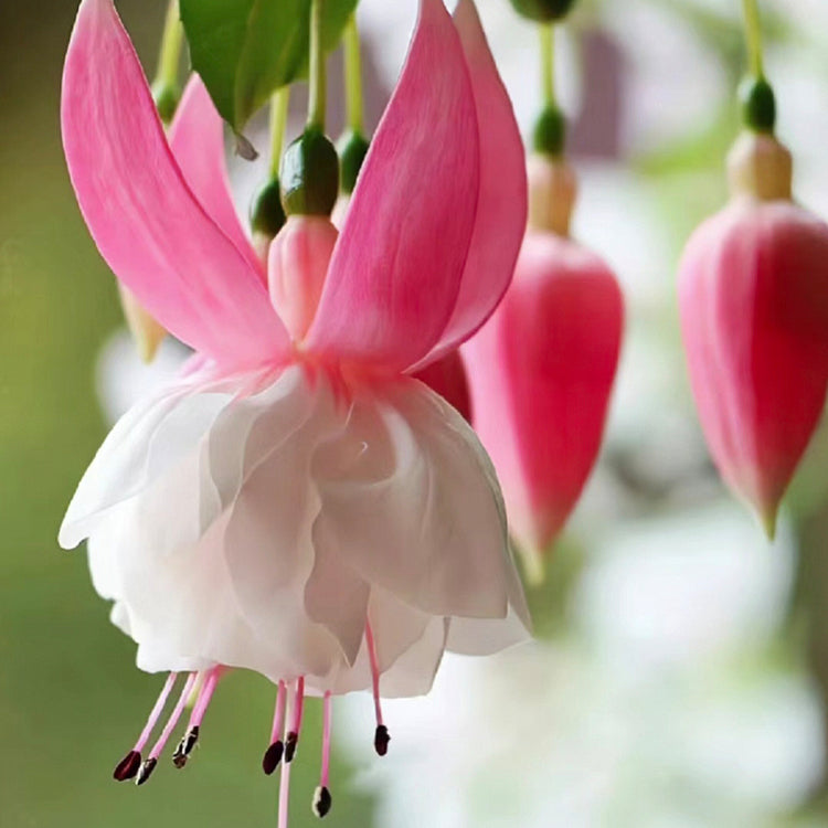 Fuchsia Seeds - Lantern flower