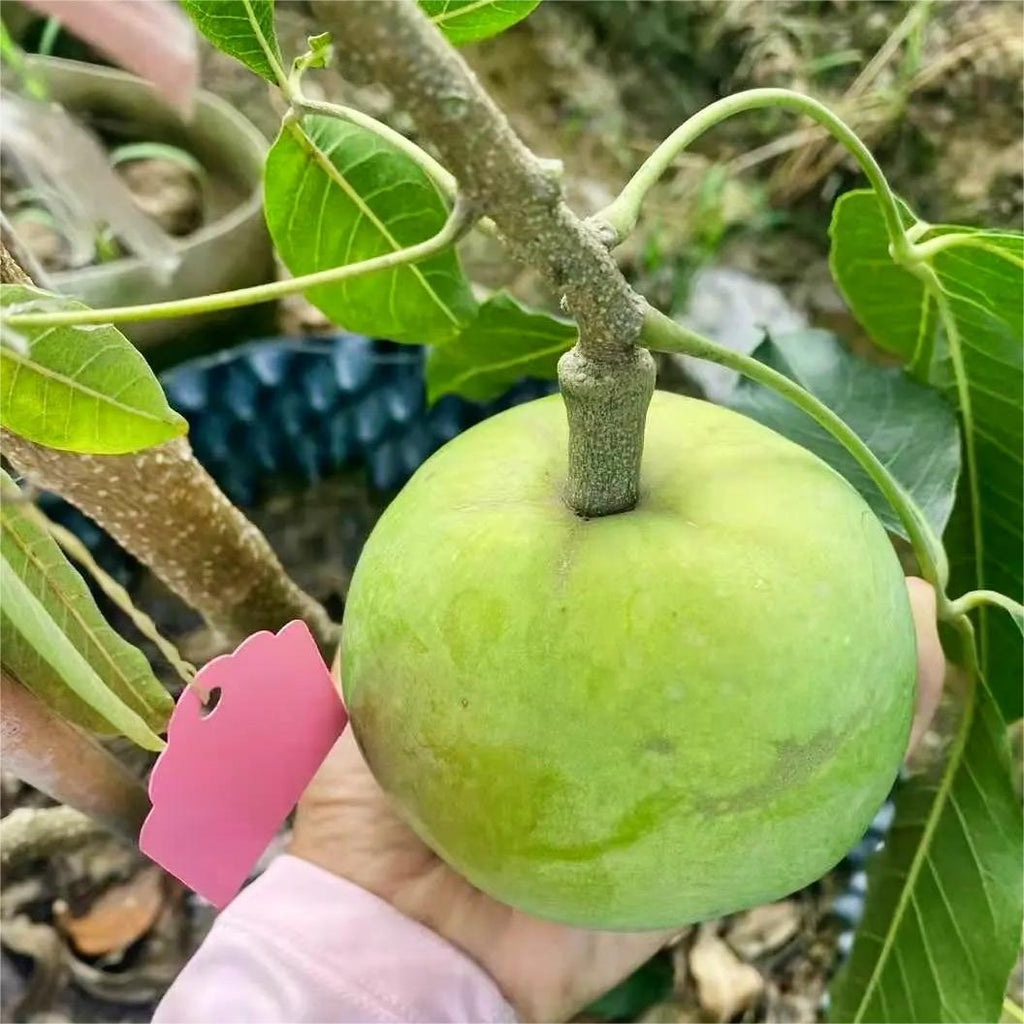 🍨 Ice Cream Fruit – White Persimmon 🍃Seeds