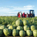 🔥⏰Last Day 70%OFF - 🍉Lazy Man's Watermelon Seeds