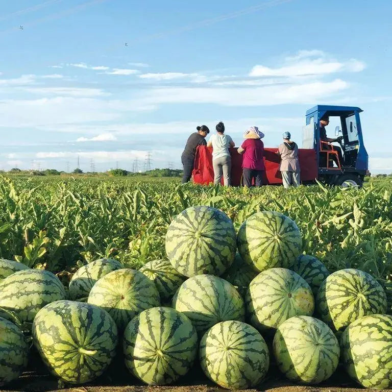 🔥⏰Last Day 70%OFF - 🍉Lazy Man's Watermelon Seeds