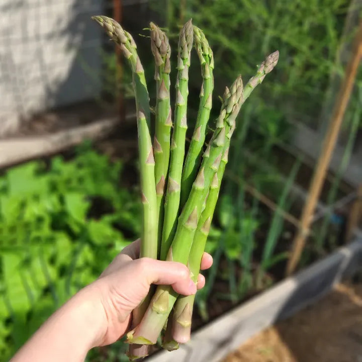 Planting Asparagus Seeds All Seasons